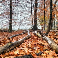 In leuchtendem Orange zeigt sich der herbstliche Wald.