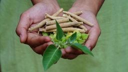 Ashwagandha in zwei Händen.