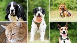 Eine Collage aus vier Hunden und einer Katze 