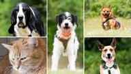 Eine Collage aus vier Hunden und einer Katze 