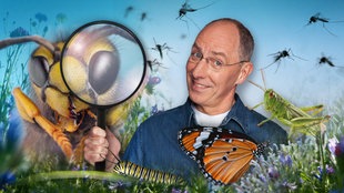 Thomas Ranft nimmt Insekten unter die Lupe