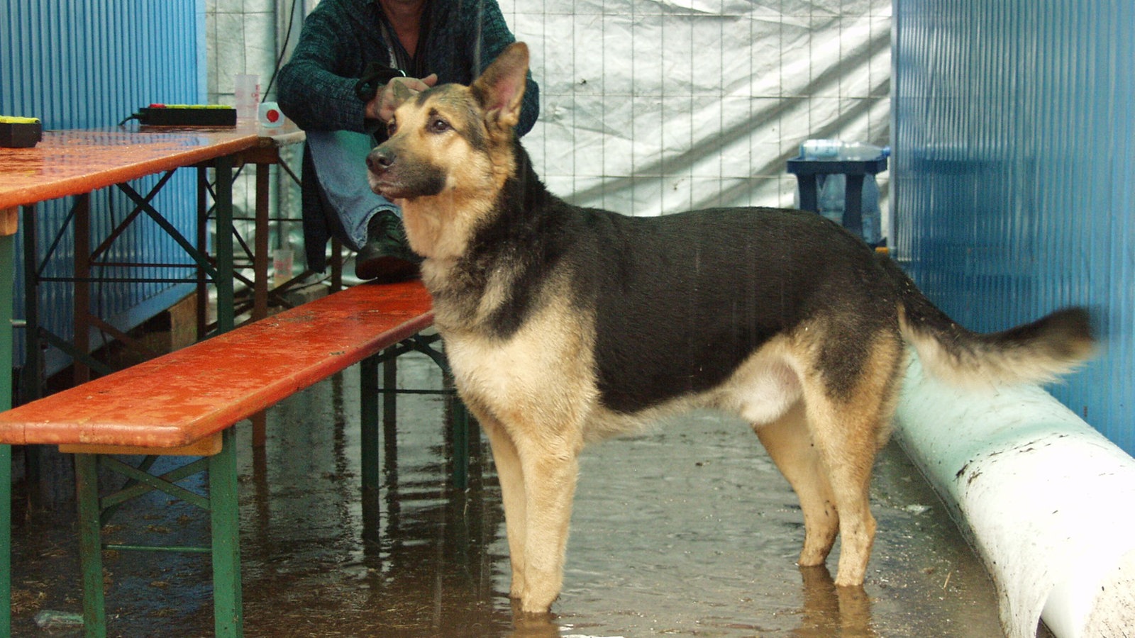 Hund im Backstagebereich beim Haldern Pop Festival 2006