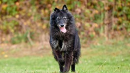 Ein großer schwarzer Hund läuft hechelnd über eine Wiese