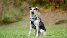 EIn weiß-brauner Hund sitzt auf einer Wiese