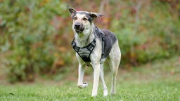 Ein weiß-brauner Hund läuft über eine Wiese