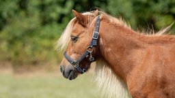 Pferd mit fuchsfarbenem Fell und blonder Mähne in seitlichem Profil 