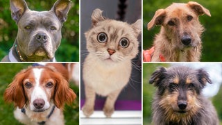 Collage aus den Fotos von einer Katze und vier Hunden