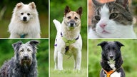 Collage aus den Fotos von vier Hunden und einer Katze