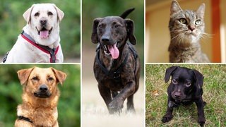 Bildcollage aus den Fotos von vier Hunden und einer Katze