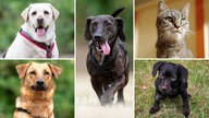 Bildcollage aus den Fotos von vier Hunden und einer Katze