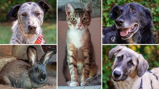 Bildcollage aus den Fotos von drei Hunden, einer Katze und einem Kaninchen