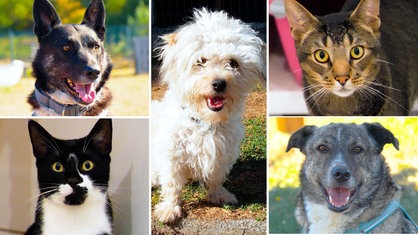 Collage aus den Fotos von drei Hunden und zwei Katzen