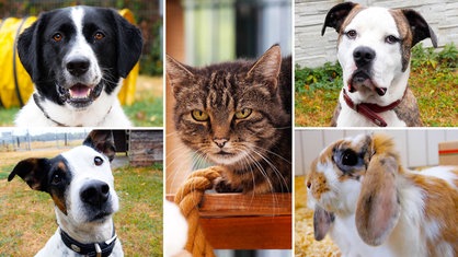 Collage aus den Fotos von einer Katze, einem Kaninchen und drei Hunden