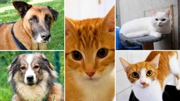 Eine Collage aus zwei Hunden und drei Katzen 