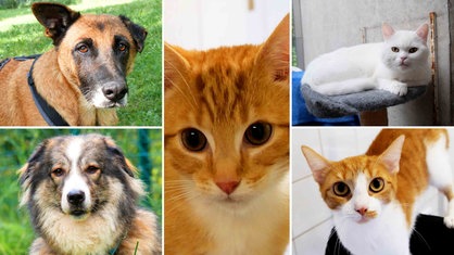 Eine Collage aus zwei Hunden und drei Katzen 