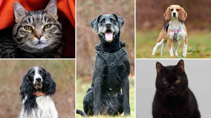 Eine Collage aus drei Hunden und zwei Katzen 