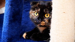 Dreifarbige Katze mit gelben Augen in Nahaufnahme 