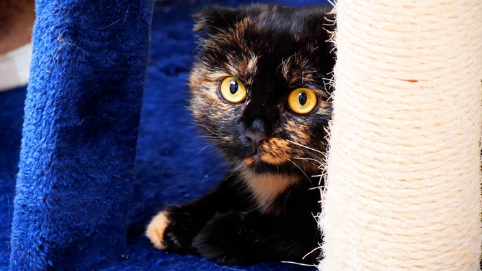 Dreifarbige Katze mit gelben Augen in Nahaufnahme 