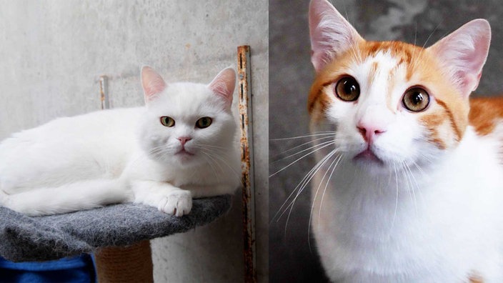 Collage einer weißen und einer rot-weißen Katze 