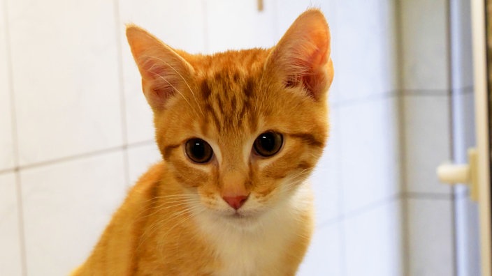 Kater mit rotem Fell in Nahaufnahme 