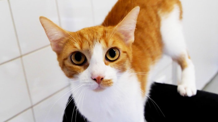 Katze mit rot-weißem Fell in Nahaufnahme 