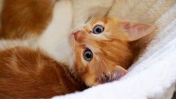 Kitten mit rot-weißem Fell und blauen Augen in Nahaufnahme 