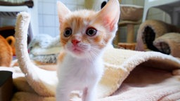 Kitten mit weiß-rotem Fell und blauen Augen 