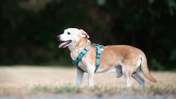 Hund mit hellbraun-weißem Fell in seitlicher Aufnahme auf einer Wiese 