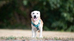 Hund mit hellbraun-weißem Fell hechelnd auf einer Wiese 