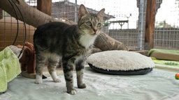 Getigerte Katze in einem Katzengehege 