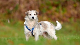 Hund mit weiß-braunem zotteligem Fell steht auf einer Wiese 