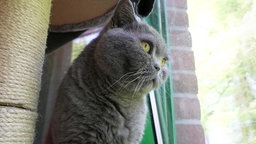 Kater mit dichtem grauen Fell sitzt im Katzenzimmer und schaut aus dem Fenster
