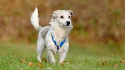 Hund mit weiß-braunem zotteligem Fell auf einer Wiese 