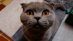 Grauer Kater mit gelben Augen in Nahaufnahme 