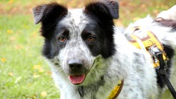 Nahaufnahme eines schwarz-weißen Hundes, der hechelt