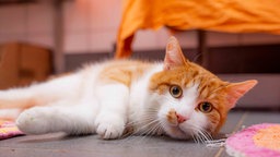 Weiß-rote Katze liegt auf dem Boden und schaut in die Kamera
