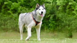 Hund mit grau-beigefarbenem Fell hechelnd auf einer Wiese 