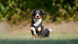 Dreifarbiger Hund sitzt auf einer Wiese und schaut in Richtung Kamera 
