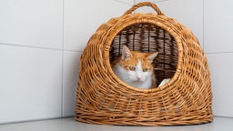 Kater mit rot-weißem Fell in einem Katzenkorb