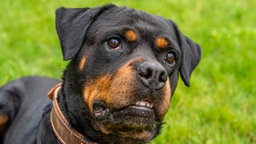 Schwarz-brauner Hund in Nahaufnahme  
