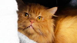 Kater mit rotem, langem Fell in Nahaufnahme 