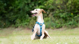 Schmaler Hund mit weiß-beigefarbenem Fell liegt auf einer Wiese 