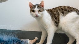 Katze mit weiß-getigertem Fell schaut in die Kamera  