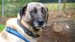 Nahaufnahme eines beigen Hundes mit einer schwarzen Schnauze und bernsteinfarbenen Augen 