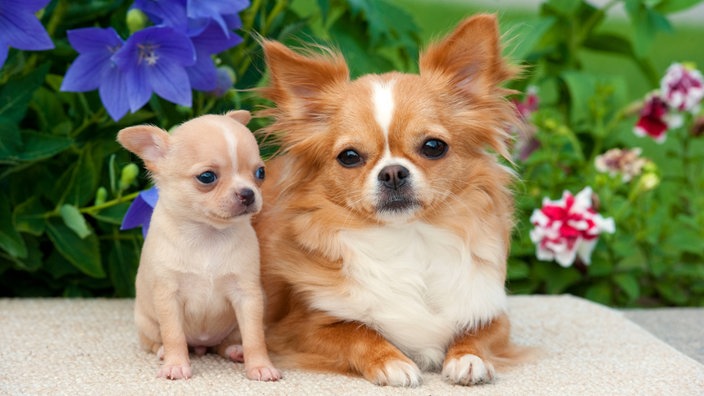 Ein langhaariger rot-weißer Chihuahua (rechts) mit einem Welpen (links)