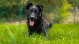 Kleiner Hund mit schwarzem Fell hechelnd auf einer Wiese 