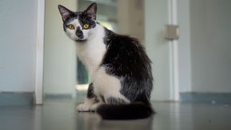 Das Bild zeigt eine Katze mit schwarz-weißem Fell 