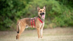 Hund mit hellbraunem Fell hechelnd auf einer Wiese 