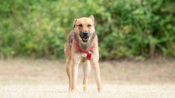 Hund mit hellbraunem Fell auf einer Wiese 