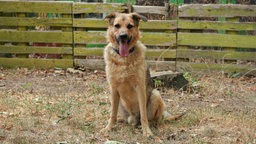 Beige-schwarzer Hund hechelnd auf einer Wiese 